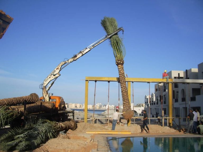 Colocación de Palmeras Four Point by Sheraton Tripoli