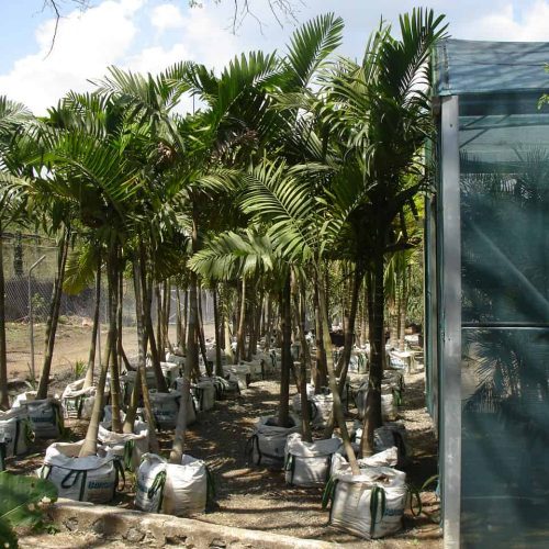 Vivero propio marbella paisajistas