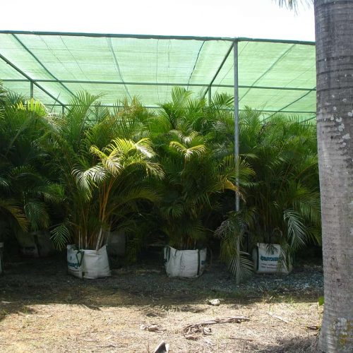 vivero propio marbell paisajistas
